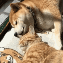 animal-cuddle-gif.gif
