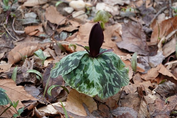 DSC09074 Trillium (2).JPG