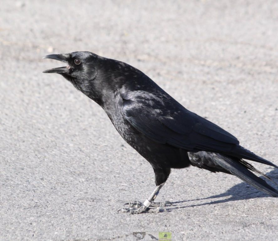 crow.jpg