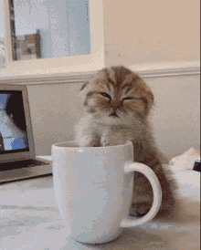 kitten-morning.gif