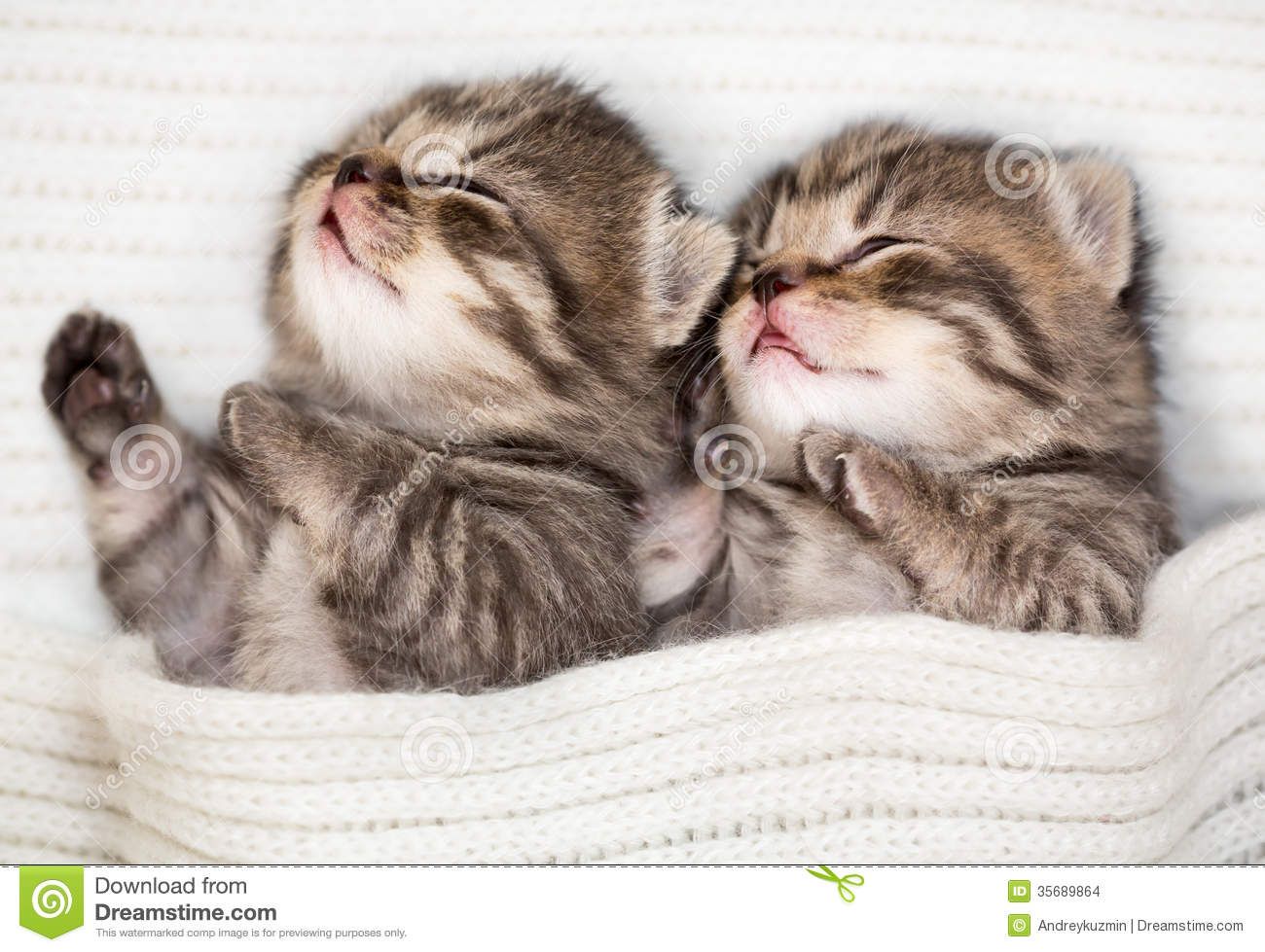 two-sleeping-baby-kitten-lying-together-35689864.jpg