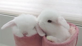 1148125972super-cute-white-easter-bunnies-animated-gif-3.gif