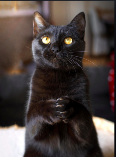 BLACK KITTY PRAYING.png