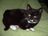 Snickers the cat 003.jpg