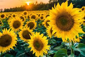 sunflowers.jpg