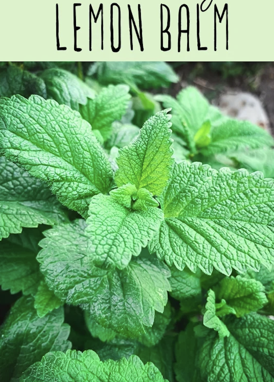 Screen Shot 2022-05-19 at 2.54.56 PM.png