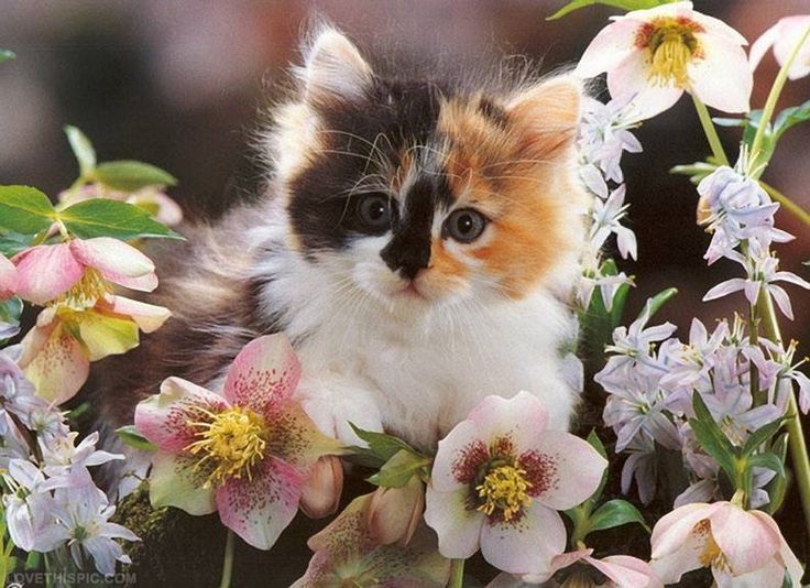 9cf1d69d3a690215fe59491b271e213b--calico-cats-sweets.jpg