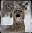 bambi headshot3 framed.jpg