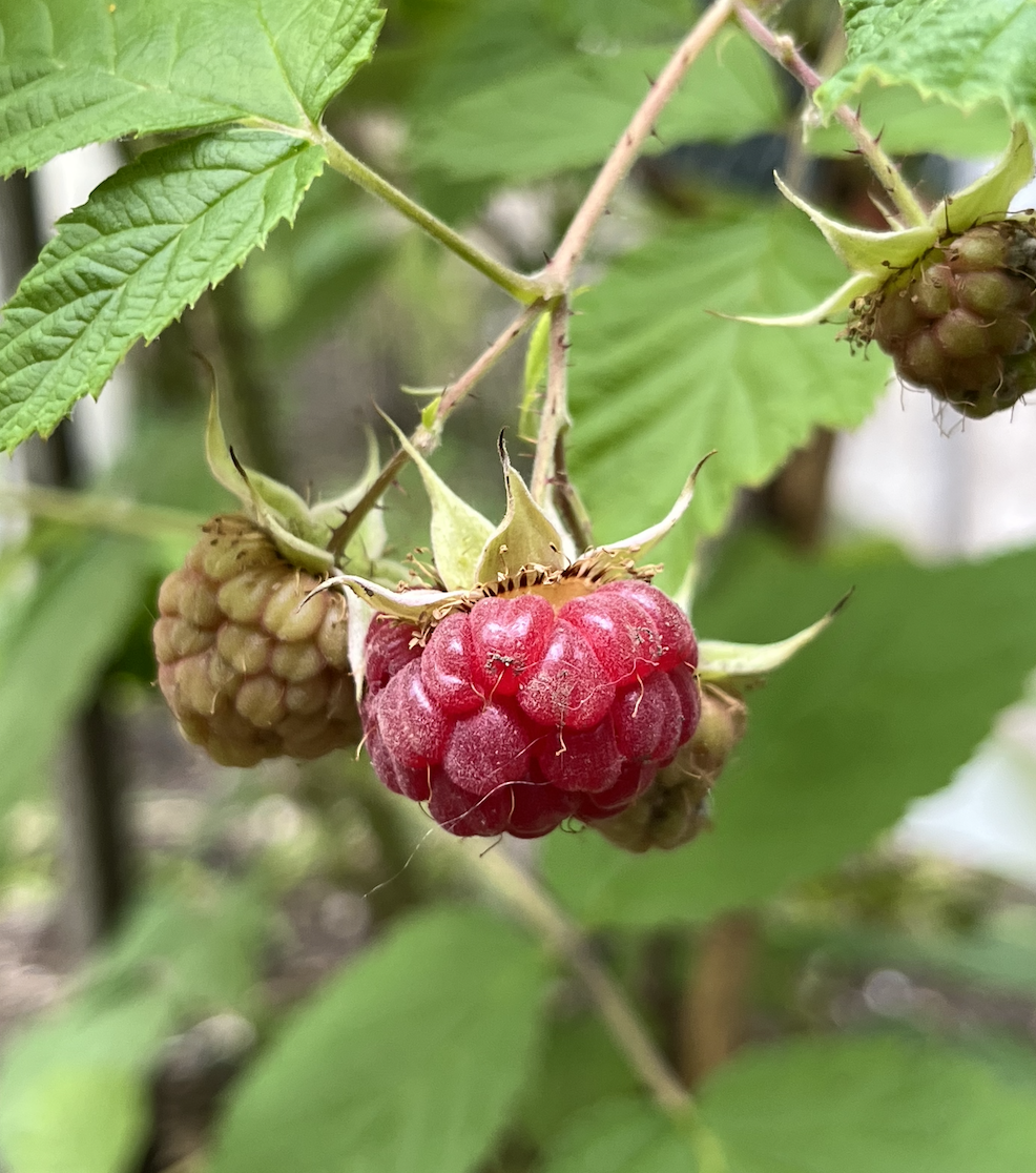 Screen Shot 2022-06-14 at 11.10.35 AM.png