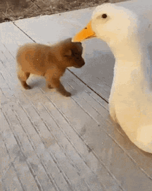 dog-duck.gif