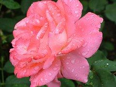 rose-168457__180.jpg