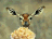 deer_eating_popcorn.gif