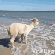 happy-alpaca-alpaca.gif
