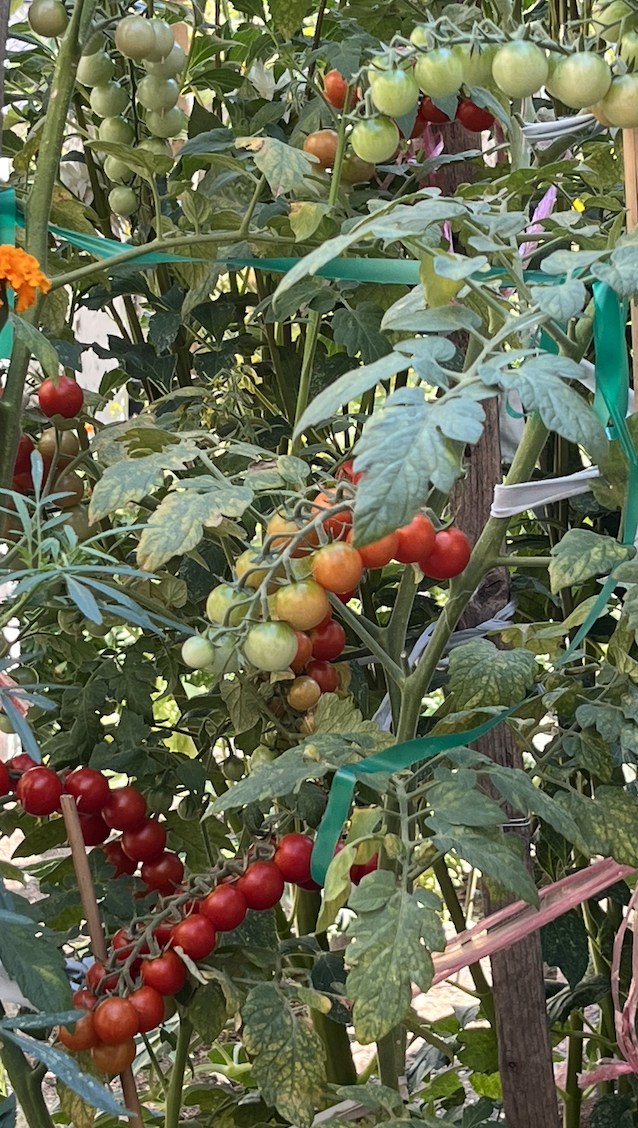 Screen Shot 2022-08-15 at 3.31.41 PM.png