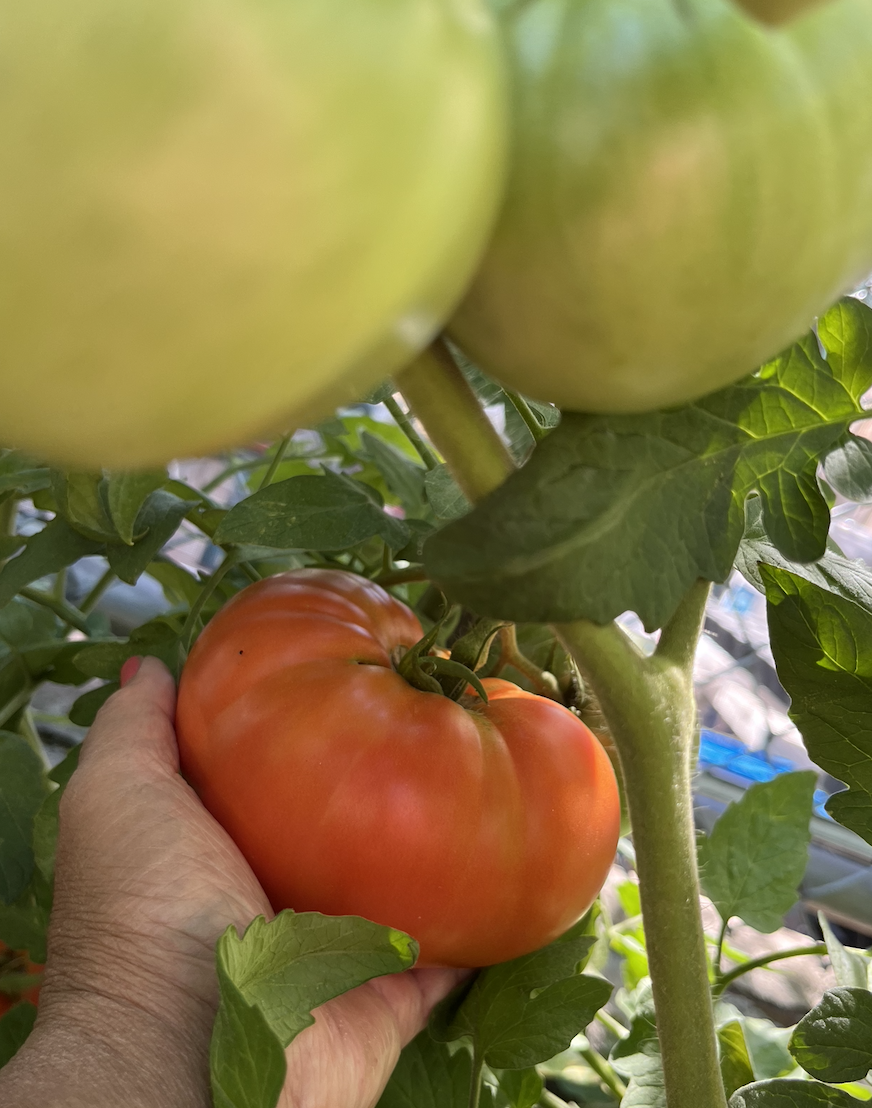 Screen Shot 2022-08-15 at 3.35.20 PM.png