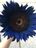 Q Midnight oil blue Sunflower - Tootie.jpg