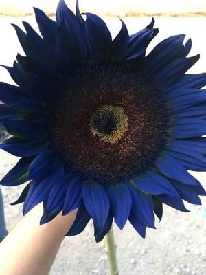 Q Midnight oil blue Sunflower - Tootie.jpg