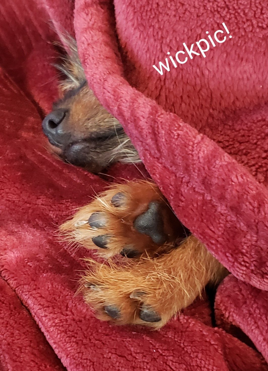 puppy toes.jpg