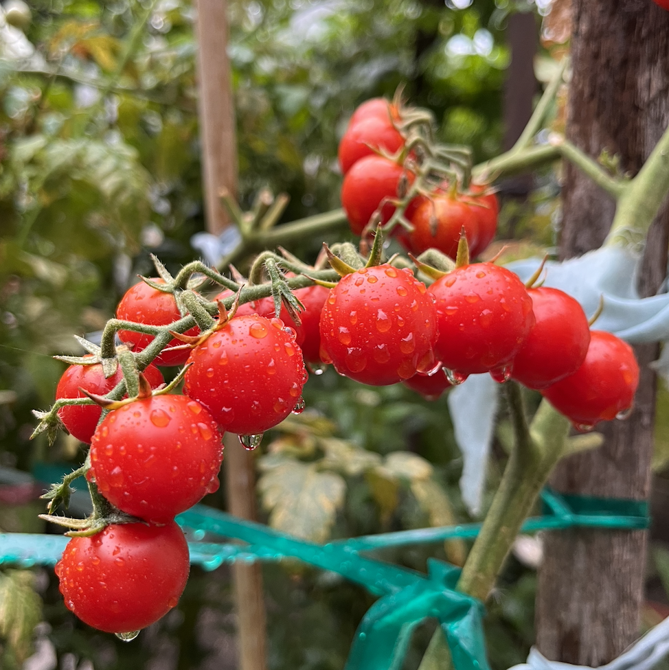 Screen Shot 2022-09-06 at 7.47.29 AM.png