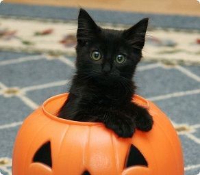 BlackKIttenPokingOutOfAPumpkin--boo-black-kitten-in-pumpkin-for-halloween-at-40.jpg