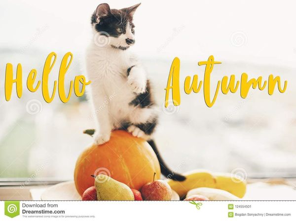 hello-autumn-text-seasons-greeting-card-concept-welcome-fall-s-hello-autumn-text-seasons-greeting-card-concept-welcome-fall-sign-124554501.jpg