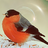 avatars-bird-378484 (1).png