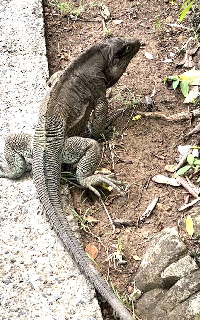 Screen Shot 2022-10-21 at 12.11.46 AM.png