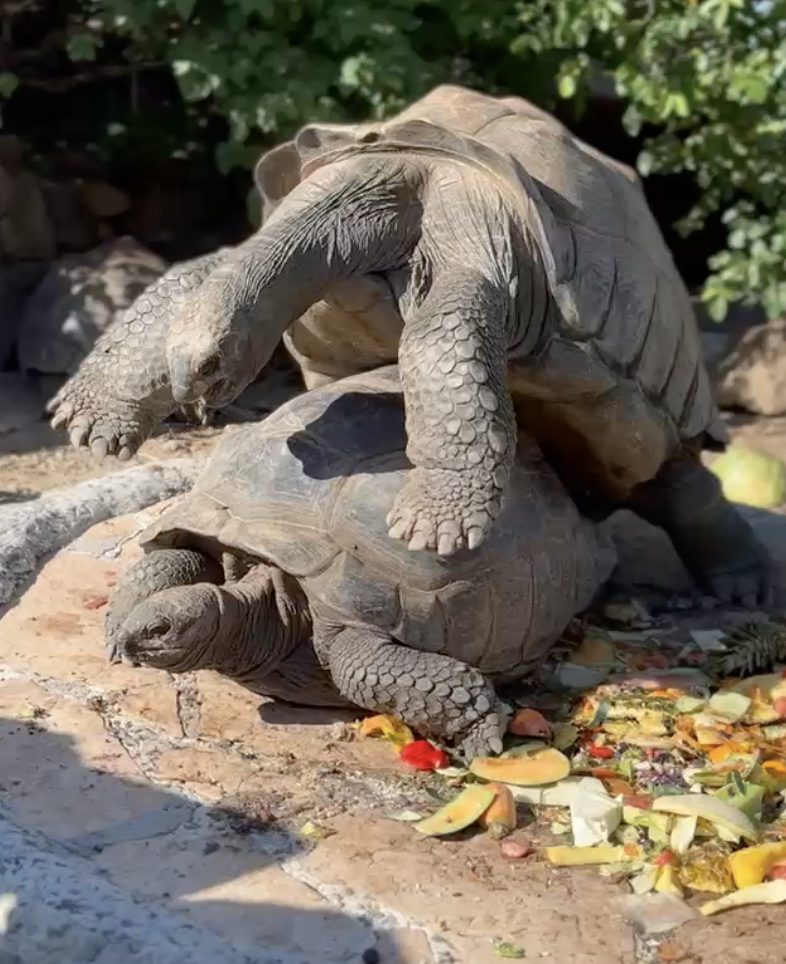 Screen Shot 2022-10-23 at 9.10.58 AM.png