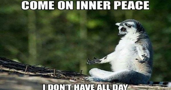 funny-lemur-memes-for-wednesday-humpday.jpeg