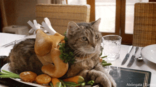 festive cat4.gif