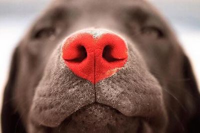 lab kissy nose.jpg