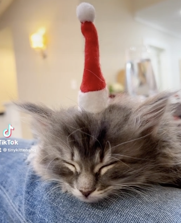 Screen Shot 2022-12-20 at 2.24.56 AM.png