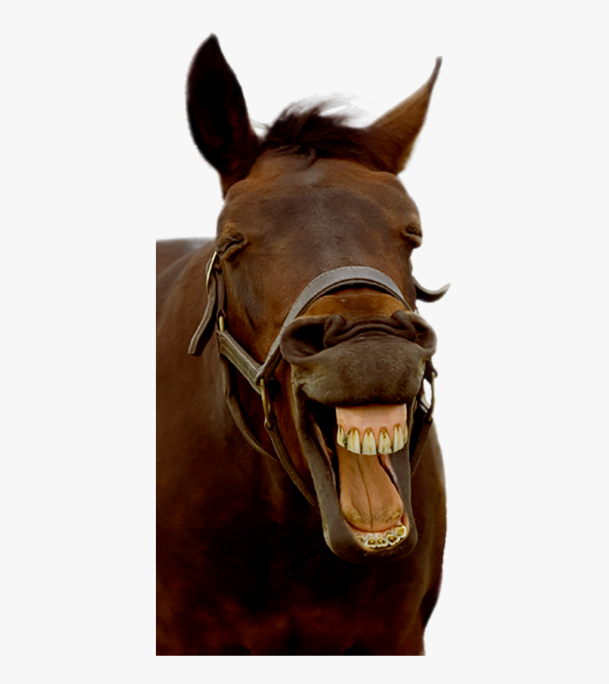 238-2386218_horse-horse-with-a-smile-hd-png-download.png