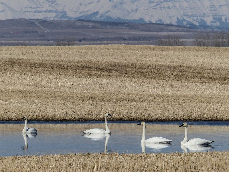 trumpeter swan.jpg