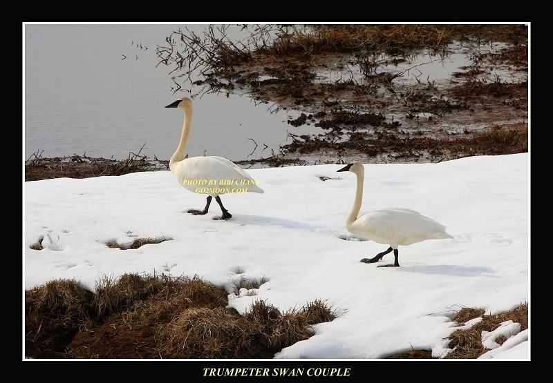 trumpeter swan2.jpg