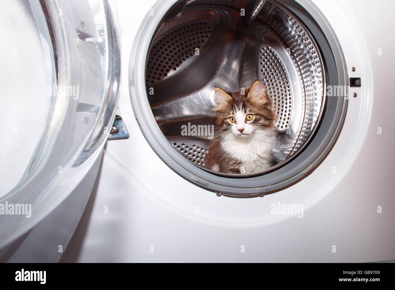 cute-kitten-hiding-in-a-washing-machine-funny-pet-GB9709.jpg