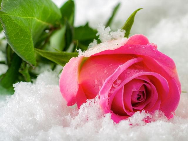 roses in the snow.jfif