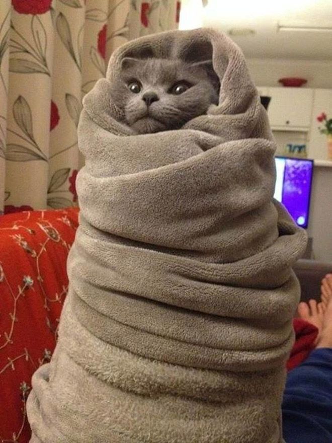 purrito19.jpg