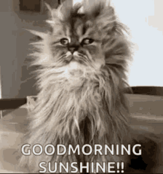 Good-Morning-Funny-Dog-Wake-Up-GIF.gif