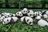 panda-mania-12.ngsversion.1471039678202.adapt.1900.1.jpg