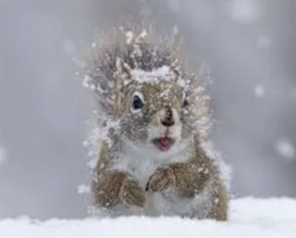 Screen Shot 2023-02-25 at 11.07.29 AM.png