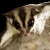 SugarGlider