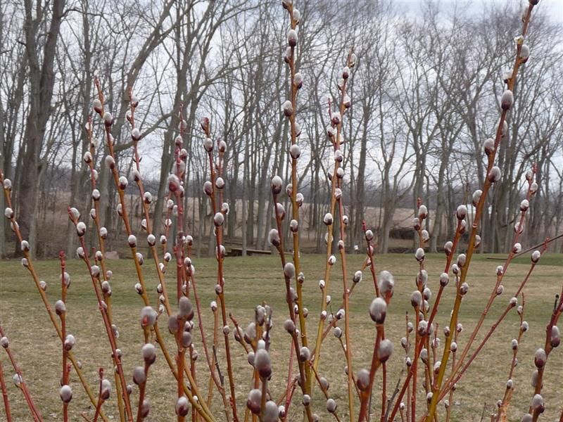Salix_20discolor_20_pussy_20willow_20_12.jpg