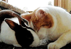 919662576funny-cute-easter-bunny-and-cat-animated-gif-1.gif