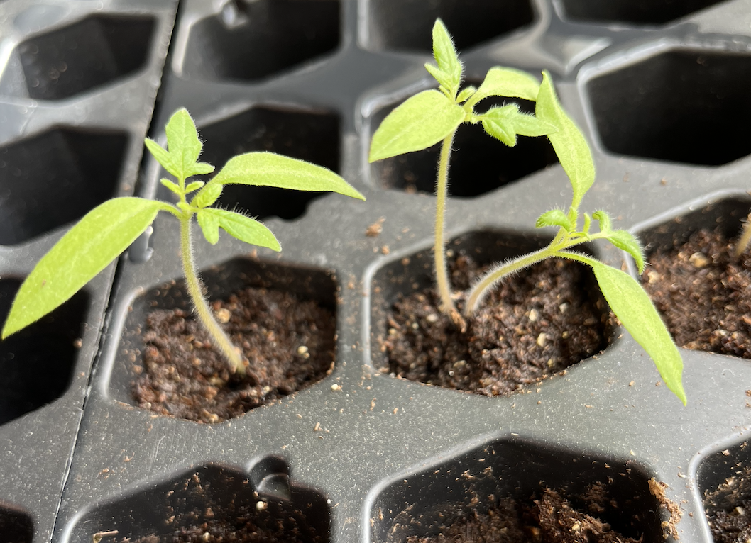 Screen Shot 2023-04-15 at 9.32.16 AM.png