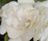 Helleborus-Gardenia-007 2.jpg