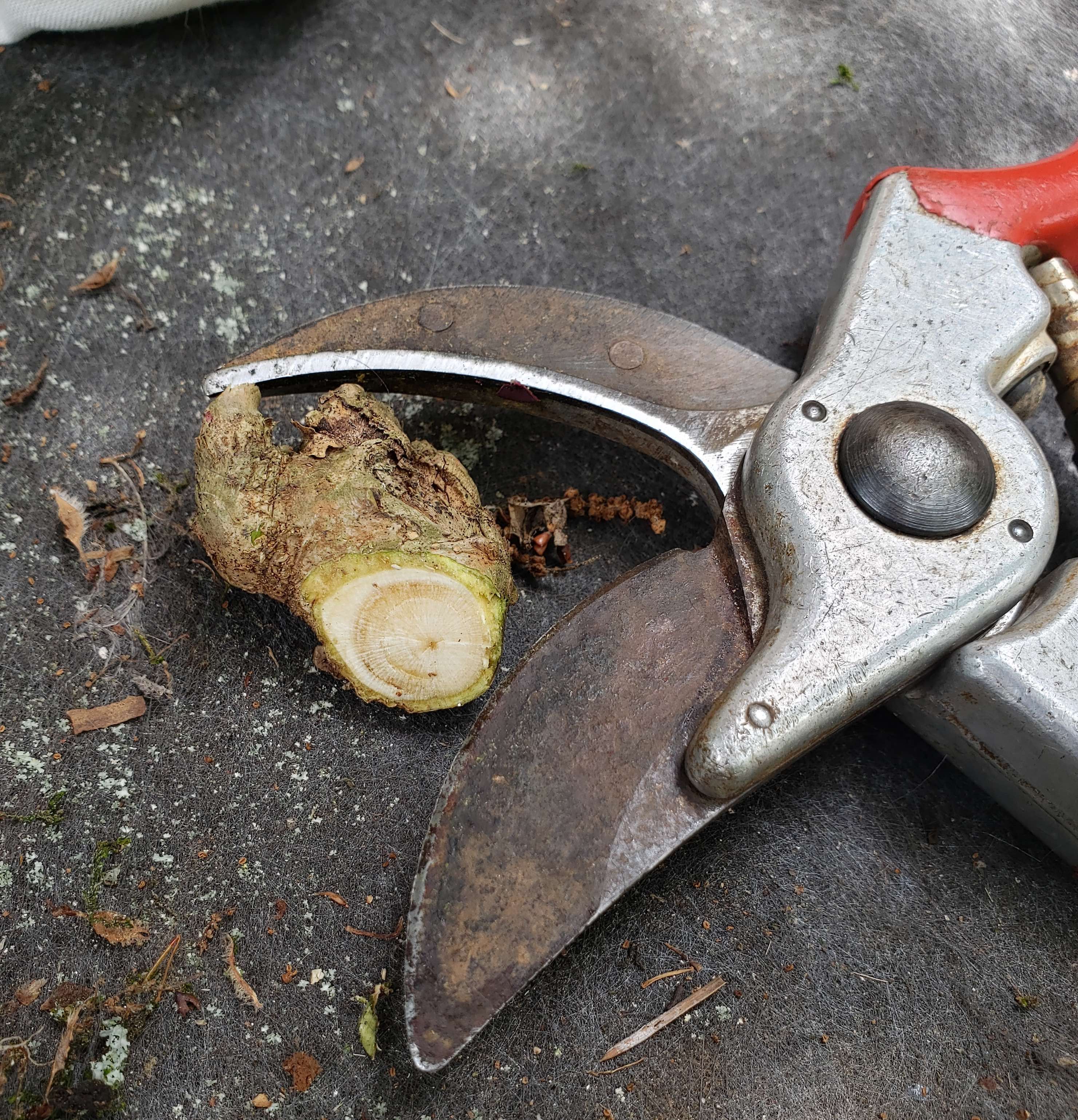 Fiskars Mini Loppers at Costco Blogs & Forums