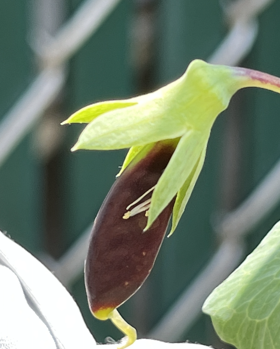 Screenshot 2023-06-13 at 11.14.44 AM.png