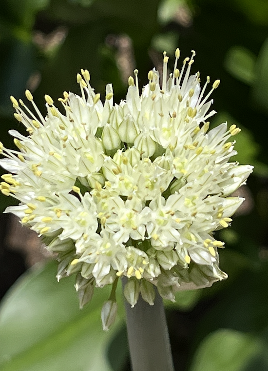 Screenshot 2023-06-13 at 11.21.56 AM.png