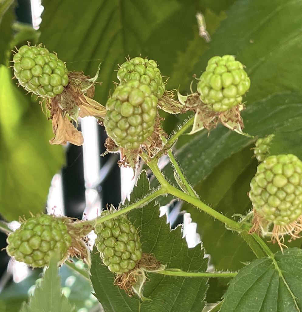 Screenshot 2023-06-13 at 11.24.52 AM.png